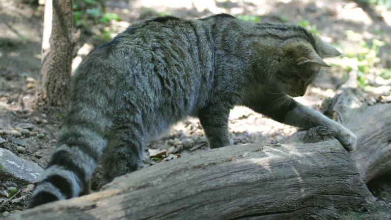Rimini, 68enne trovata morta in casa. Si sospetta un’infezione dopo il graffio di un gatto randagio Rimini, 68enne trovata morta in casa. Si sospetta un’infezione dopo il graffio di un gatto randagio