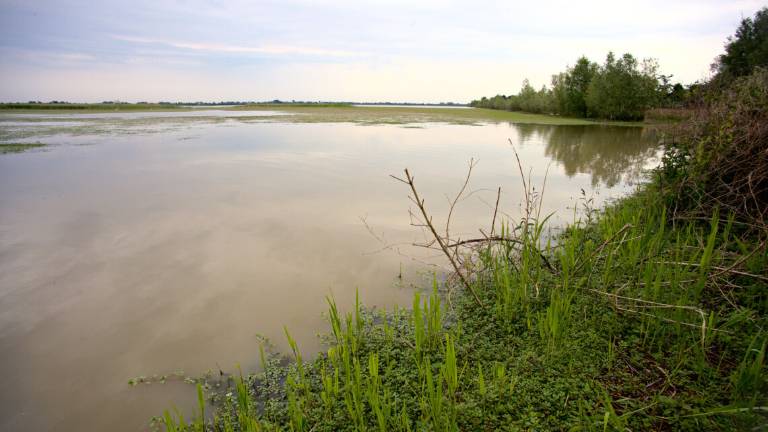 Ravenna, allarme botulino. Il Comune prosciuga la Valle della Canna Ravenna, allarme botulino. Il Comune prosciuga la Valle della Canna
