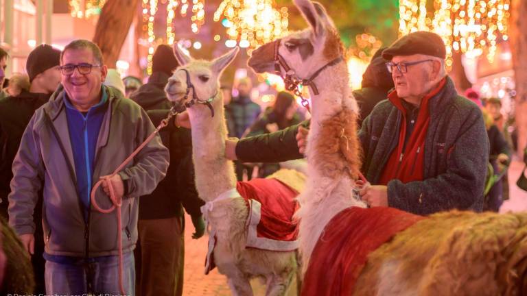 Babbo Natale è arrivato a Riccione con i lama Luna, Terra e Forza. Inaugurato il Giardino sul mare col bosco illuminato Babbo Natale è arrivato a Riccione con i lama Luna, Terra e Forza. Inaugurato il Giardino sul mare col bosco illuminato