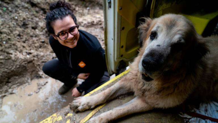 Salvati 55 cani da acqua e fango a Sant’Agata Feltria: “Aiutateci ad accoglierli” VIDEO Salvati 55 cani da acqua e fango a Sant’Agata Feltria: “Aiutateci ad accoglierli” VIDEO