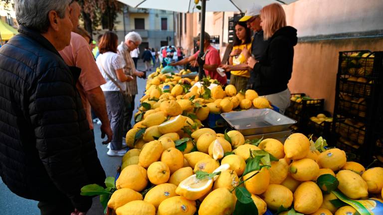 Forlì, grande affluenza per la fiera dei cedri e San Pellegrino FOTOGALLERY Forlì, grande affluenza per la fiera dei cedri e San Pellegrino FOTOGALLERY