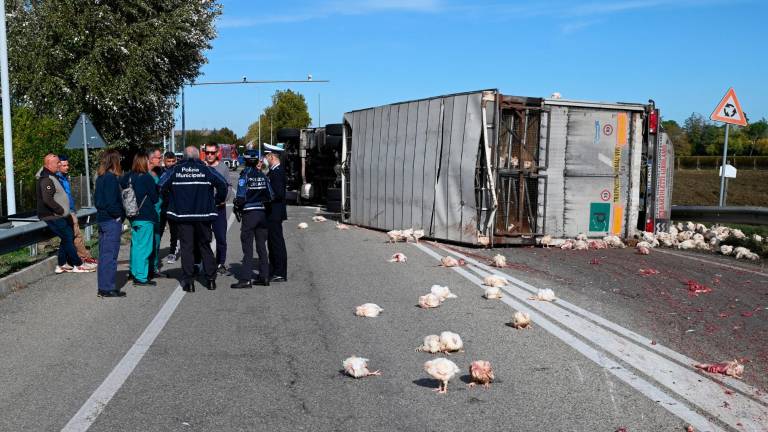 Forlì. Strage di polli sulla via Bidentina: almeno duemila animali morti in un incidente Forlì. Strage di polli sulla via Bidentina: almeno duemila animali morti in un incidente