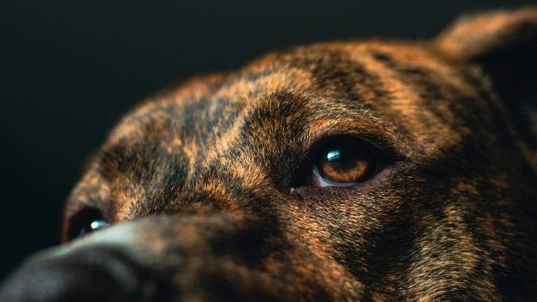Bellaria, barboncino azzannato a morte da un pitbull, domenica da incubo per una coppia cervese Bellaria, barboncino azzannato a morte da un pitbull, domenica da incubo per una coppia cervese