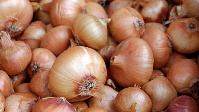 Faenza, lancio di cipolle sul terrazzo dei vicini: espulso dal condominio Faenza, lancio di cipolle sul terrazzo dei vicini: espulso dal condominio