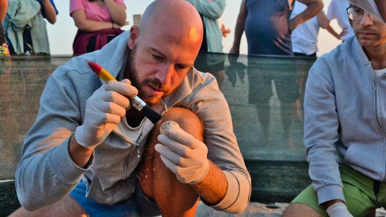 Milano Marittima, non nasceranno altre tartarughine: Dieci uova non erano feconde Milano Marittima, non nasceranno altre tartarughine: Dieci uova non erano feconde