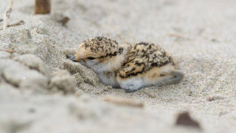 Rimini, è nato un nuovo pulcino di fratino Rimini, è nato un nuovo pulcino di fratino