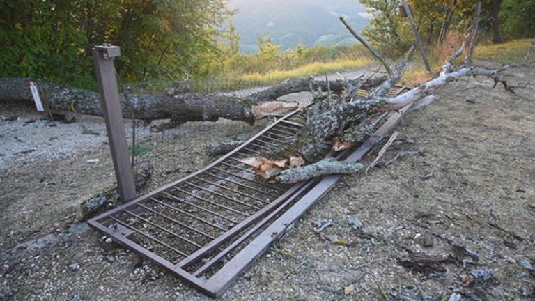 Scout travolti da un albero a Tredozio: i giovani ricoverati Scout travolti da un albero a Tredozio: i giovani ricoverati