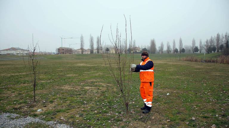 Bagnacavallo, nuovi alberi e arbusti all'area verde di via Redino Bagnacavallo, nuovi alberi e arbusti all'area verde di via Redino