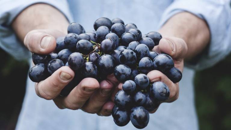 I vini riminesi oscurati e trascurati I vini riminesi oscurati e trascurati
