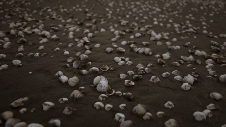 Vongole, allarme rientrato Sollievo per pescatori di Rimini e Ravenna Vongole, allarme rientrato Sollievo per pescatori di Rimini e Ravenna