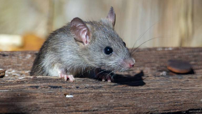 Ravenna, spuntano i topi in una zona di Marina. Bisogna intervenire Ravenna, spuntano i topi in una zona di Marina. Bisogna intervenire