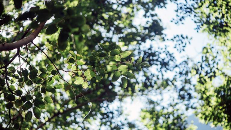 Ravenna, sabato prossimo 100 nuovi alberi tra il ponte della Classicana e la fontanella Ravenna, sabato prossimo 100 nuovi alberi tra il ponte della Classicana e la fontanella