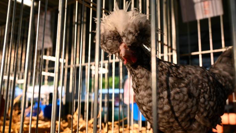 Imola, Fiera Agricola del Santerno: via alle domande di partecipazione Imola, Fiera Agricola del Santerno: via alle domande di partecipazione
