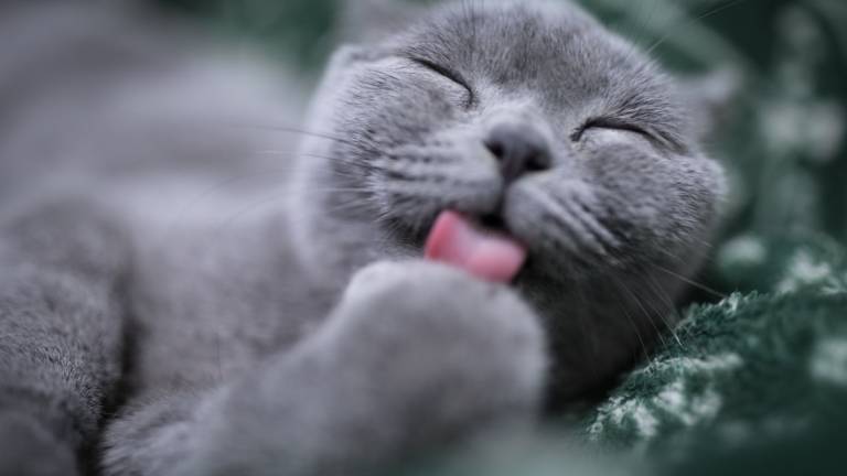 Gatti morti a Cesena: una taglia sulla testa dell'avvelenatore Gatti morti a Cesena: una taglia sulla testa dell'avvelenatore