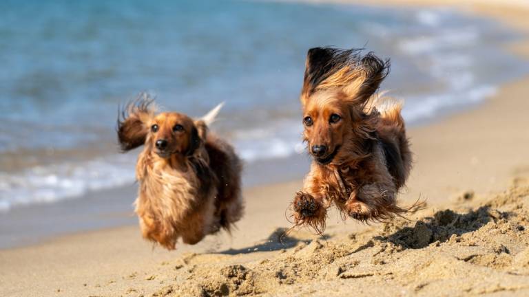 La crema solare? C'è anche per il cane: Emilia-Romagna prima per spiagge pet-friendly La crema solare? C'è anche per il cane: Emilia-Romagna prima per spiagge pet-friendly
