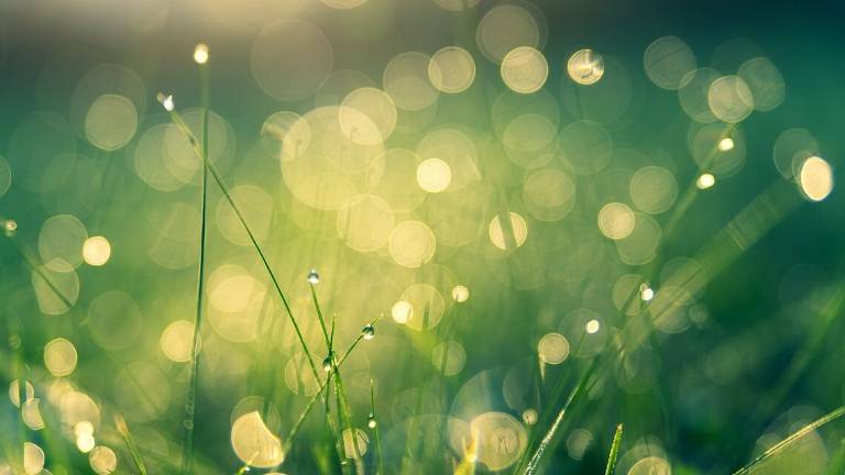 Riccione sarà più green, nuovi alberi, aiuole e marciapiedi più larghi Riccione sarà più green, nuovi alberi, aiuole e marciapiedi più larghi