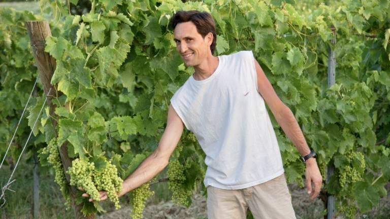 Vendemmia. Produzione crollata ma il vino è di qualità. Un fungo ha aggredito le viti biologiche: meno 40% Vendemmia. Produzione crollata ma il vino è di qualità. Un fungo ha aggredito le viti biologiche: meno 40%