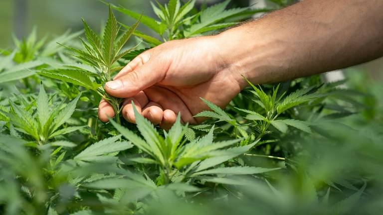San Marino, la cannabis terapeutica come volano all'economia San Marino, la cannabis terapeutica come volano all'economia