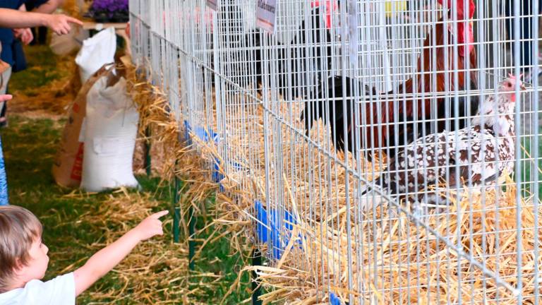 Imola, Fiera Agricola del Santerno: via alle domande di partecipazione Imola, Fiera Agricola del Santerno: via alle domande di partecipazione