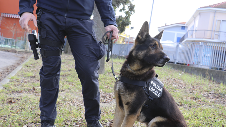 Rimini. Il fiuto di Jago fa sequestrare 36 grammi di marijuana Rimini. Il fiuto di Jago fa sequestrare 36 grammi di marijuana