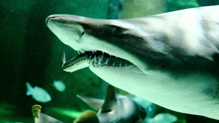 Cattolica day all'Acquario il 30 per la festa del patrono Cattolica day all'Acquario il 30 per la festa del patrono