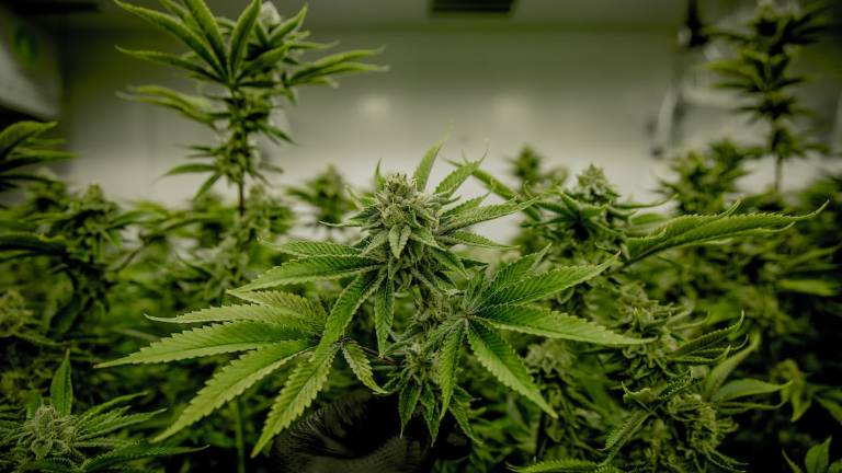 Forlì, ruba l'energia elettrica al condominio per coltivare marijuana: denunciato Forlì, ruba l'energia elettrica al condominio per coltivare marijuana: denunciato