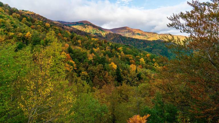 Bagno di Romagna, torna il Fall Foliage, la festa dedicata i colori dell’autunno Bagno di Romagna, torna il Fall Foliage, la festa dedicata i colori dell’autunno