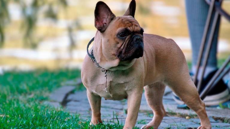 Rimini, tentò di rubare due cuccioli di bulldog francese da un condominio, condannato a un anno Rimini, tentò di rubare due cuccioli di bulldog francese da un condominio, condannato a un anno