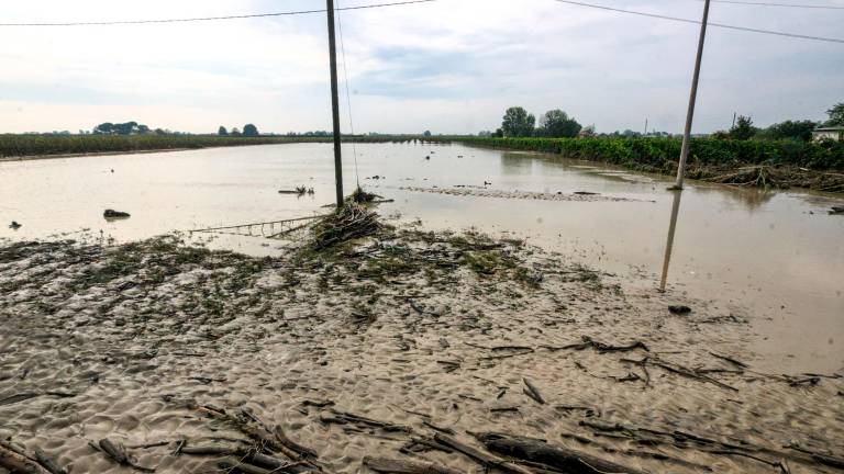 Faenza, “Il mio terreno devastato dall’alluvione, ma in due anni non ho visto un euro” Faenza, “Il mio terreno devastato dall’alluvione, ma in due anni non ho visto un euro”