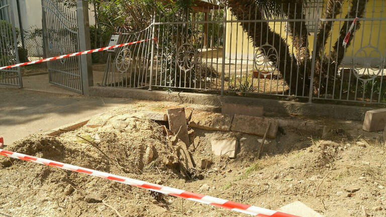 Marina di Ravenna, pino crolla nel viale dopo i lavori all'asfalto Marina di Ravenna, pino crolla nel viale dopo i lavori all'asfalto