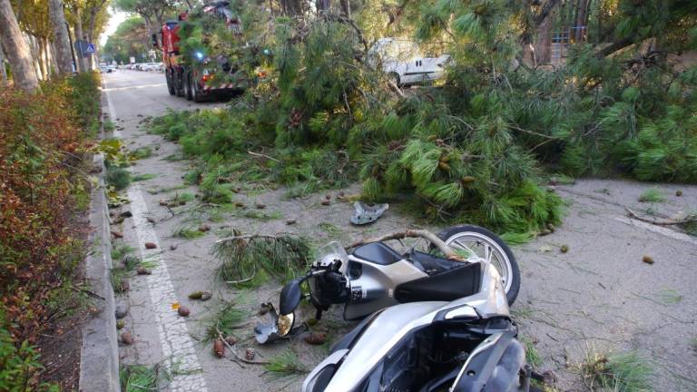 Marina Romea, pino si spezza e cade su scooterista di passaggio Marina Romea, pino si spezza e cade su scooterista di passaggio