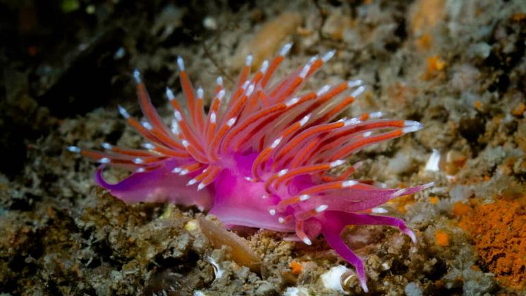 L'Adriatico e la nascita della biologia marina L'Adriatico e la nascita della biologia marina