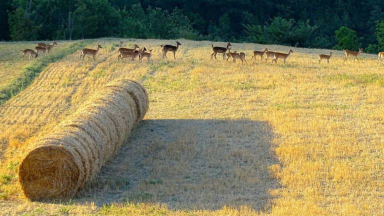 La meraviglia della natura: un gruppo di daini a Poggio alla Lastra - Gallery La meraviglia della natura: un gruppo di daini a Poggio alla Lastra - Gallery