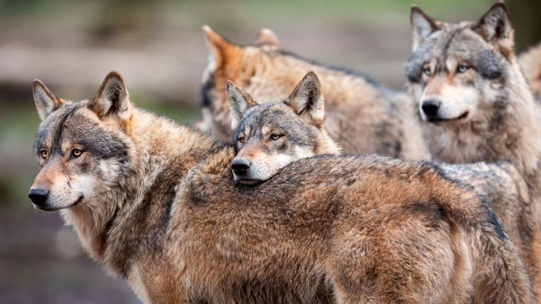 Lupo, Legambiente contro il declassamento della protezione: « E’ un alleato non un nemico» Lupo, Legambiente contro il declassamento della protezione: « E’ un alleato non un nemico»