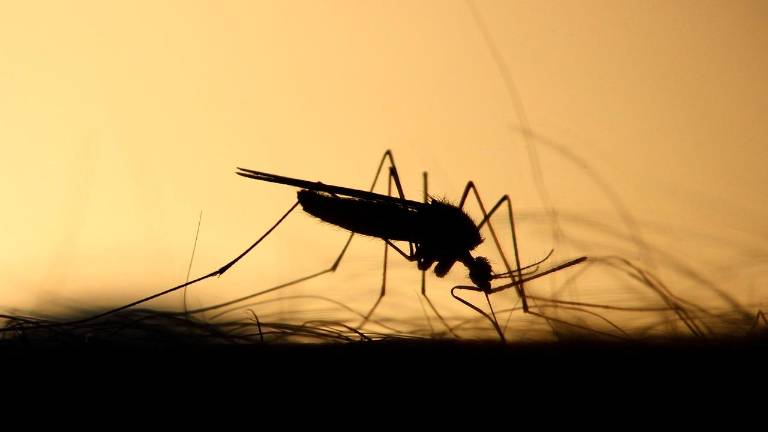Arbovirosi a Cesena: “cella” positiva anche al West Nile Virus Arbovirosi a Cesena: “cella” positiva anche al West Nile Virus