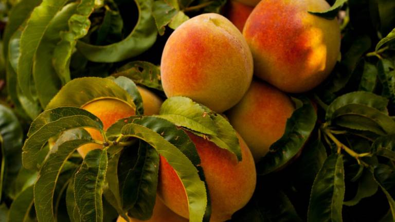 Rimini. «Caldo anomalo, rischio danni enormi per i frutteti. E la cimice asiatica resiste» Rimini. «Caldo anomalo, rischio danni enormi per i frutteti. E la cimice asiatica resiste»
