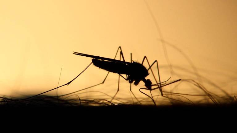 Cesenatico, un nuovo caso di Chikungunya Cesenatico, un nuovo caso di Chikungunya