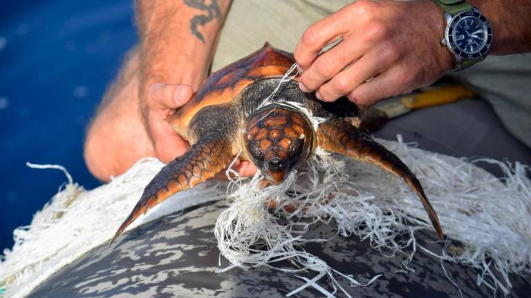 Da Rimini alle Canarie, la biologa nel paradiso dei cetacei. «Ogni anno con noi seimila persone» GALLERY