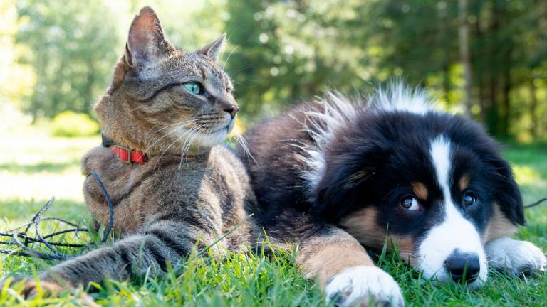 Cesena, una guida per il benessere degli animali: ecco il link per la versione digitale Cesena, una guida per il benessere degli animali: ecco il link per la versione digitale