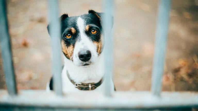 “Non sai accudire un cane? Allora non comprarlo”: Lndc scende in campo dopo il triste episodio di Riccione “Non sai accudire un cane? Allora non comprarlo”: Lndc scende in campo dopo il triste episodio di Riccione