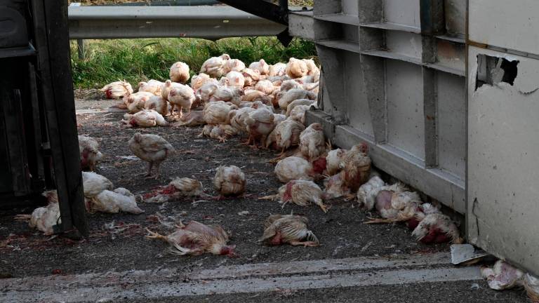 Forlì. Strage di polli sulla via Bidentina: almeno duemila animali morti in un incidente Forlì. Strage di polli sulla via Bidentina: almeno duemila animali morti in un incidente