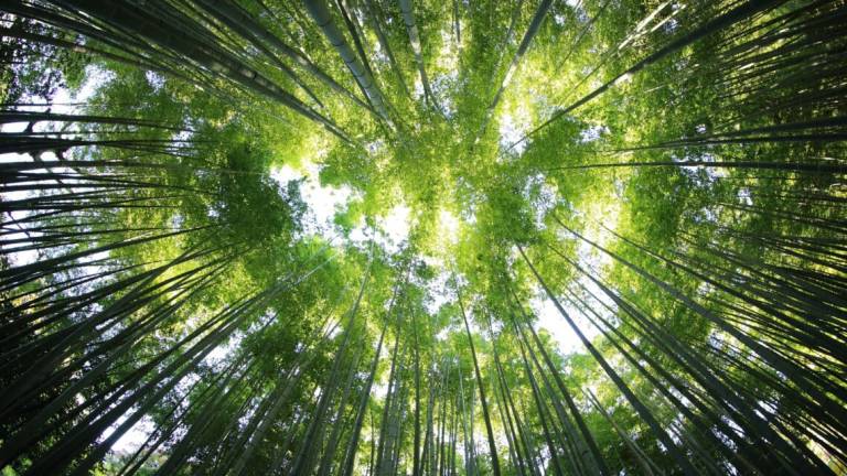 Immergersi nel verde e nei boschi diventa una vera e propria cura Immergersi nel verde e nei boschi diventa una vera e propria cura