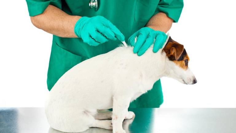 Imola, anziano contagiato dalla leishmaniosi canina Imola, anziano contagiato dalla leishmaniosi canina
