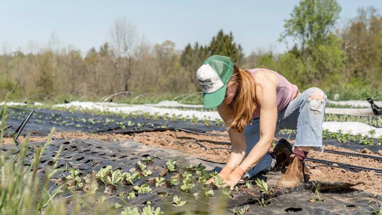 Lavoro, Coldiretti: Nei campi c'è posto per 100mila giovani Lavoro, Coldiretti: Nei campi c'è posto per 100mila giovani