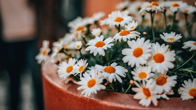 Rimini, apre la porta del ristorante con un vaso di fiori e poi aggredisce gli agenti: arrestato Rimini, apre la porta del ristorante con un vaso di fiori e poi aggredisce gli agenti: arrestato