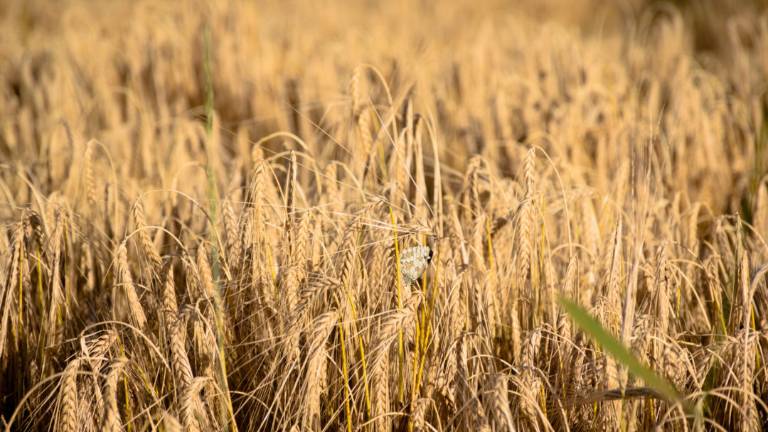 Lugo, è allerta siccità: rifornite di acqua le aziende agricole Lugo, è allerta siccità: rifornite di acqua le aziende agricole