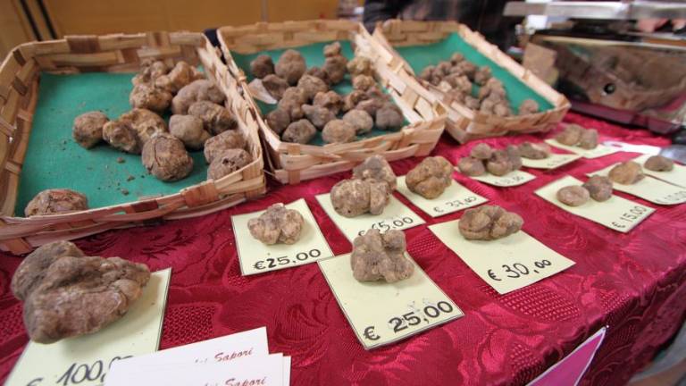 Tartufo bianco pregiato re di Sant'Agata Feltria per 4 domeniche Tartufo bianco pregiato re di Sant'Agata Feltria per 4 domeniche