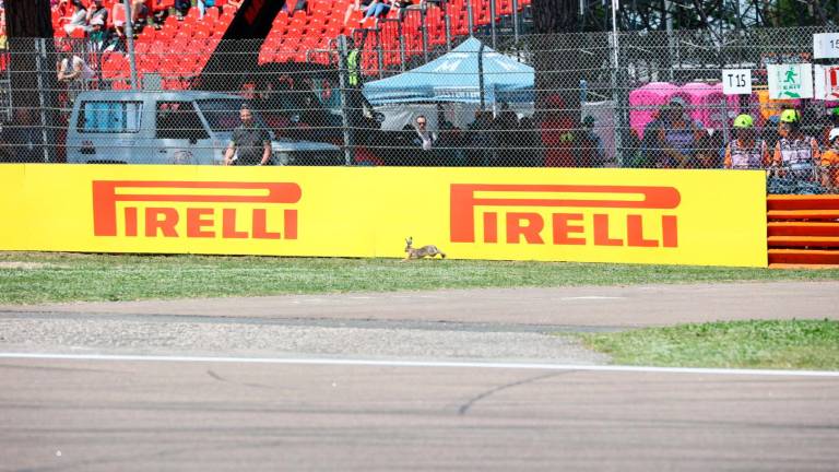 Imola, durante le prove di Formula Uno spunta una lepre alla variante Gresini, ma sfrutta... le vie di fuga - Gallery Imola, durante le prove di Formula Uno spunta una lepre alla variante Gresini, ma sfrutta... le vie di fuga - Gallery