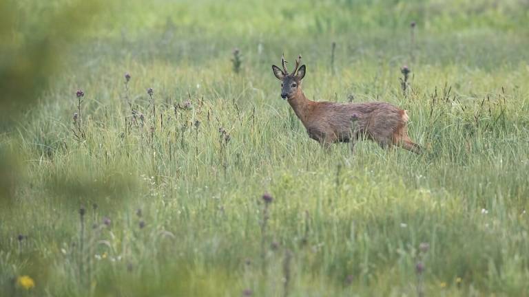 Rimini, animalisti all'aeroporto: sospeso l'abbattimento del capriolo Rimini, animalisti all'aeroporto: sospeso l'abbattimento del capriolo