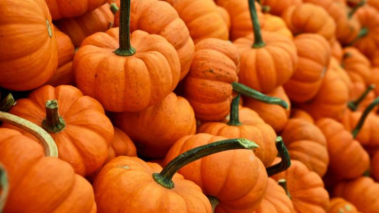 Ravenna, sabato lo Zucca Day al Mercato di Campagna Amica Ravenna, sabato lo Zucca Day al Mercato di Campagna Amica